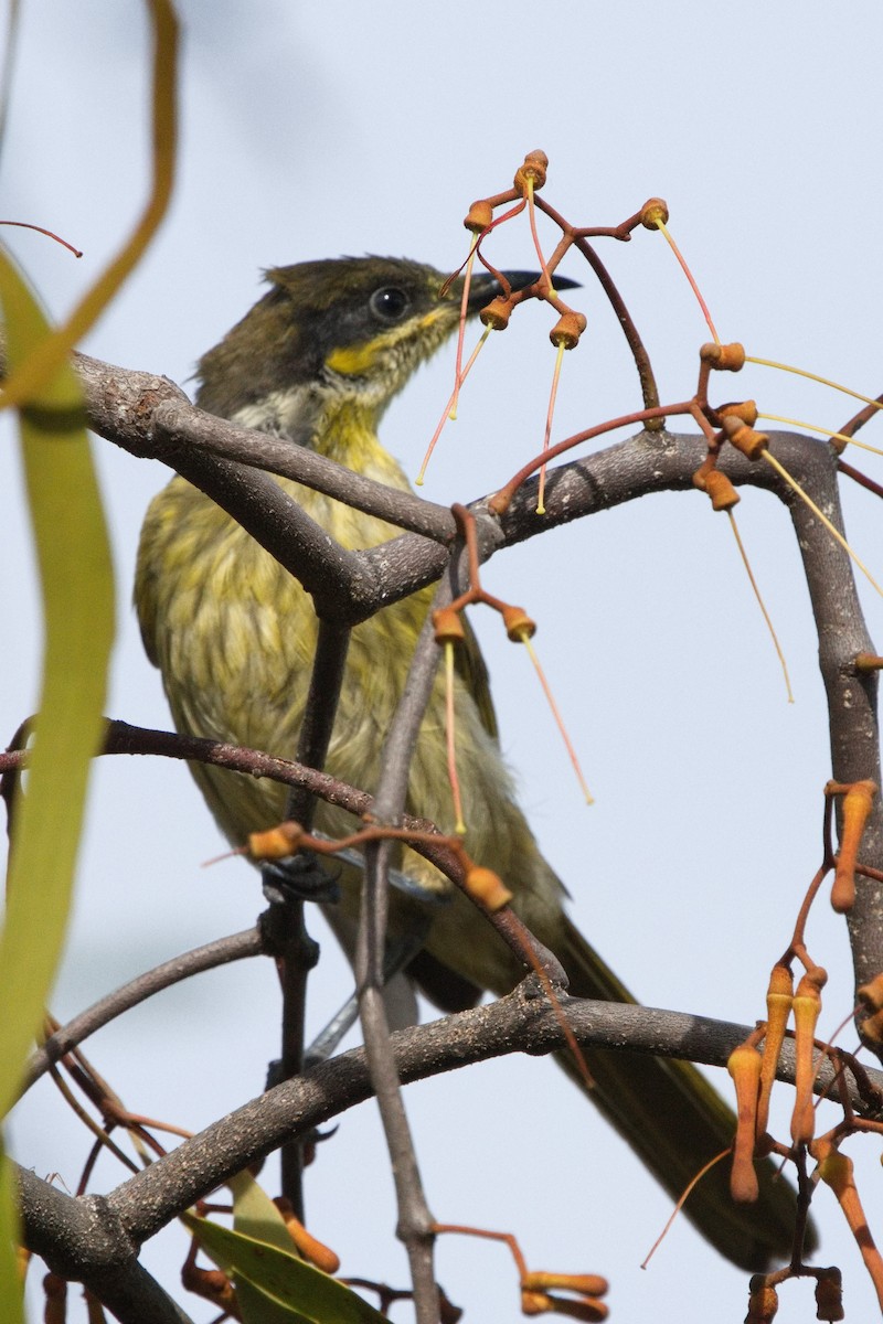 Varied Honeyeater - ML621832276