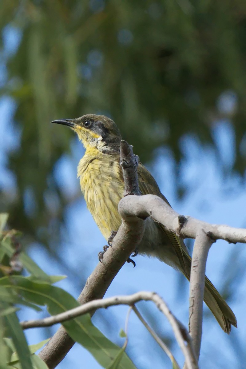 Varied Honeyeater - ML621832282