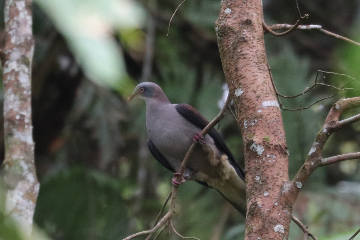 Mountain Imperial-Pigeon - ML621832304