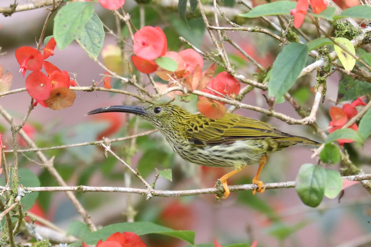 Streaked Spiderhunter - ML621832305