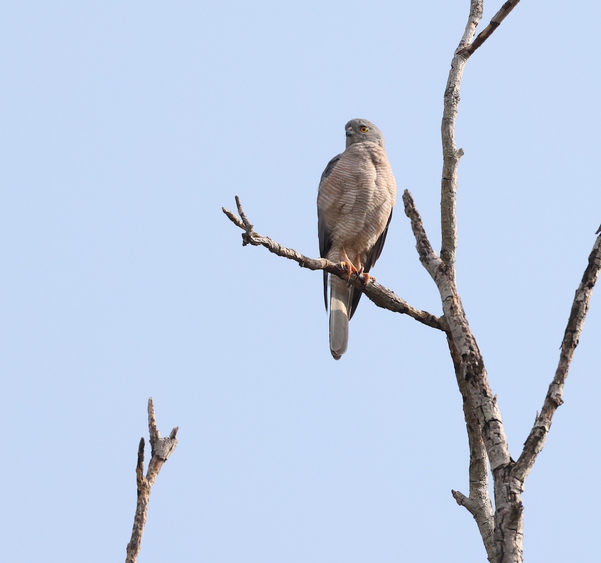 Brown Goshawk - Andy Gee