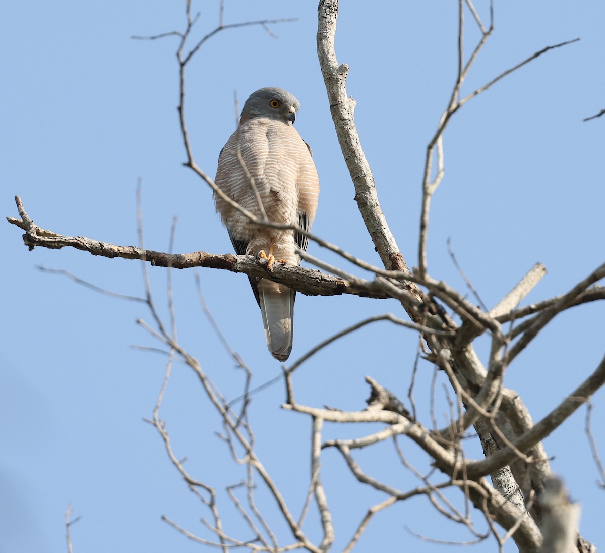 Brown Goshawk - ML621832320