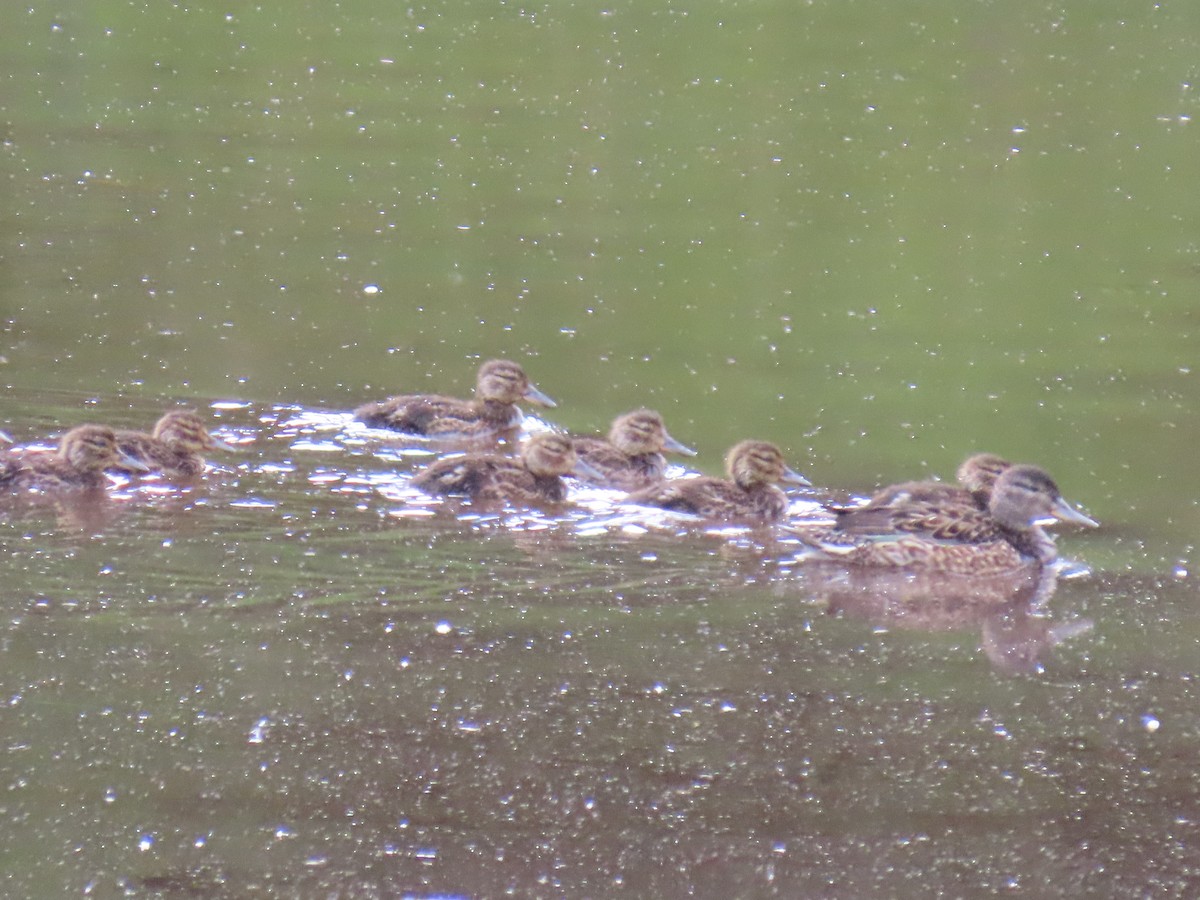 Green-winged Teal - ML621832325