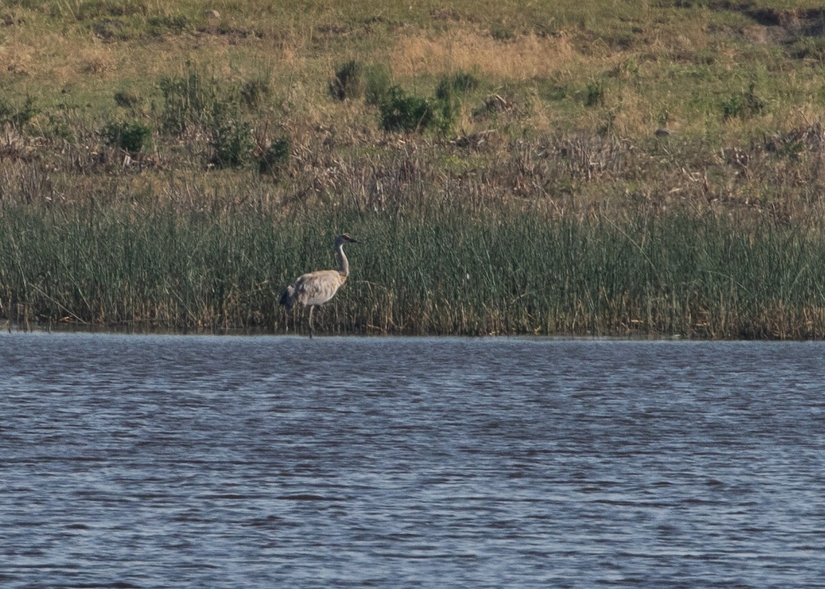 עגור קנדי - ML621832328