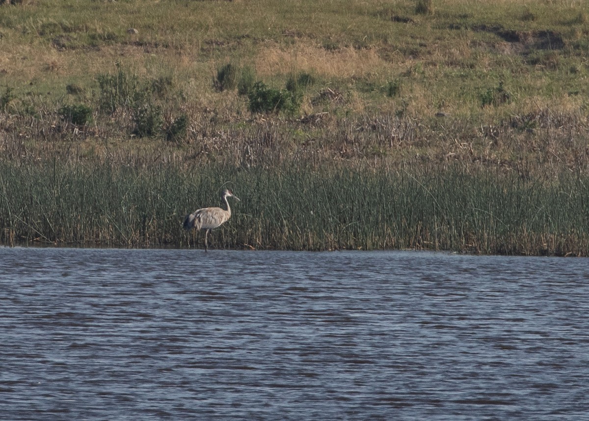 עגור קנדי - ML621832329