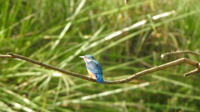 Номин шогшир - ML621832392