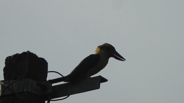 Stork-billed Kingfisher - ML621832405