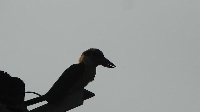 Stork-billed Kingfisher - ML621832408