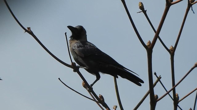 House Crow - ML621832420