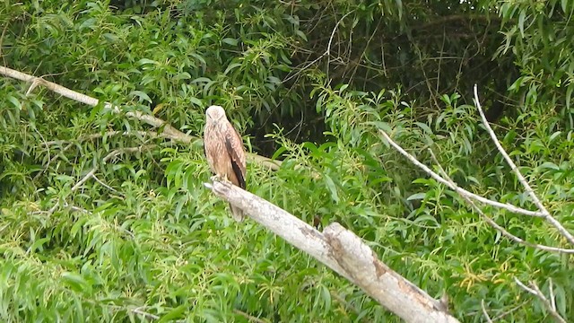 Brahminy Kite - ML621832436