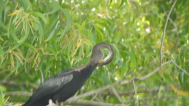 Oriental Darter - ML621832443