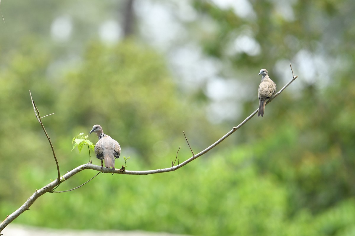 Spotted Dove - ML621832479