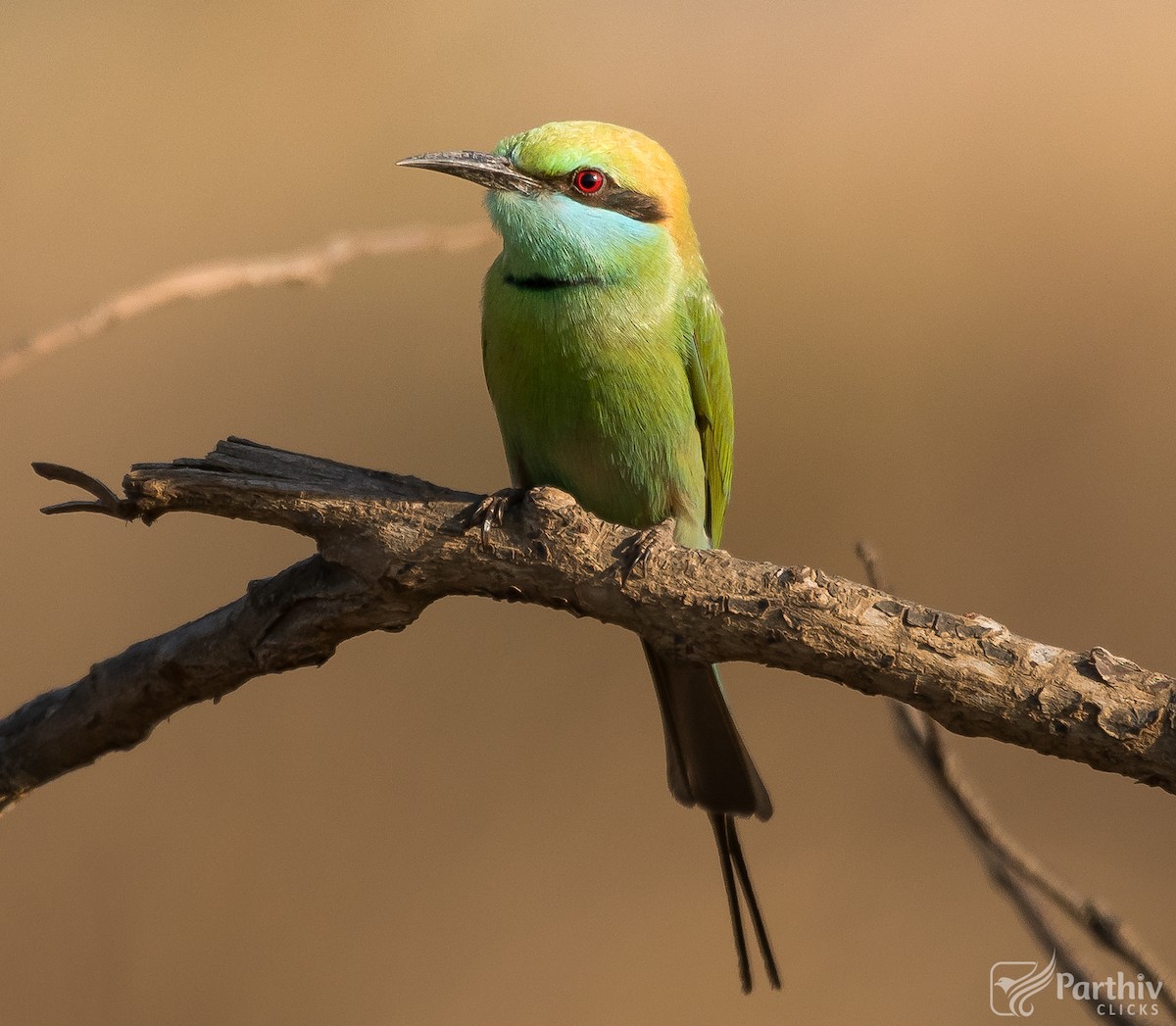 Asian Green Bee-eater - ML621832483