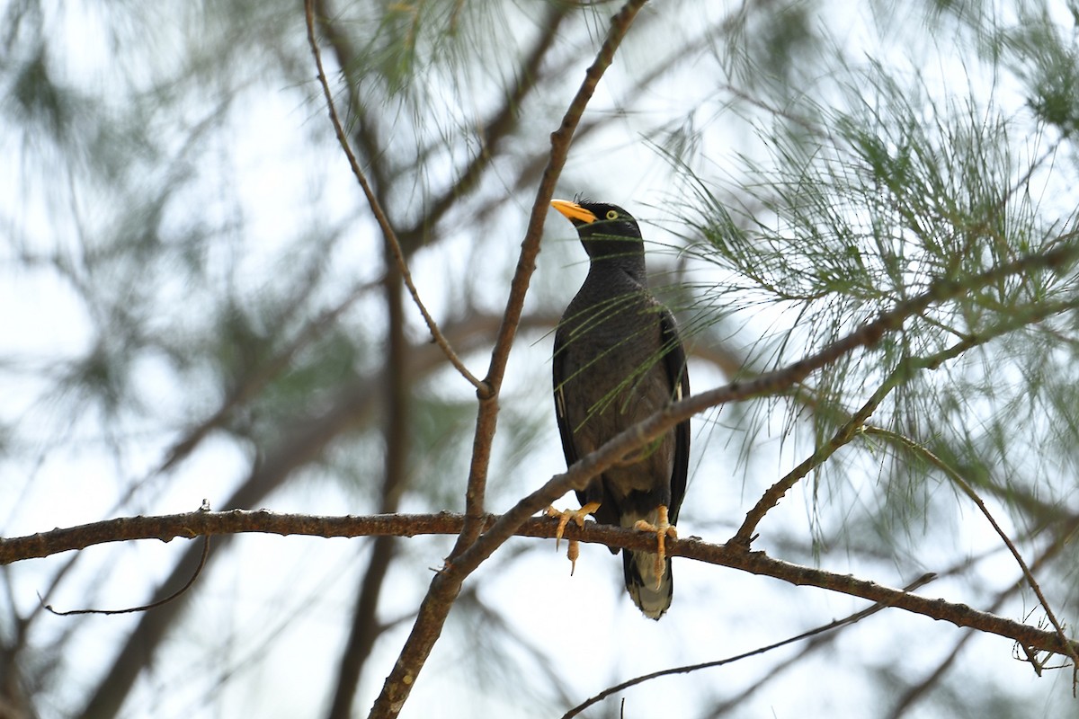 Javan Myna - ML621832484