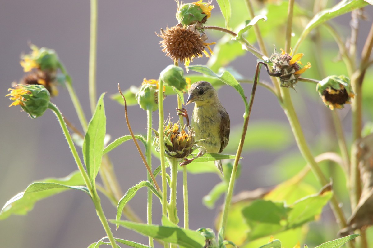 Lesser Goldfinch - ML621832506