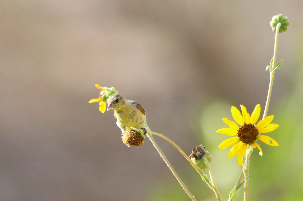 Lesser Goldfinch - ML621832512