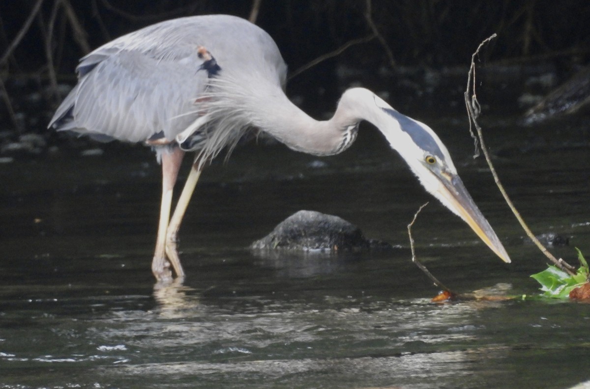 Great Blue Heron - ML621832529