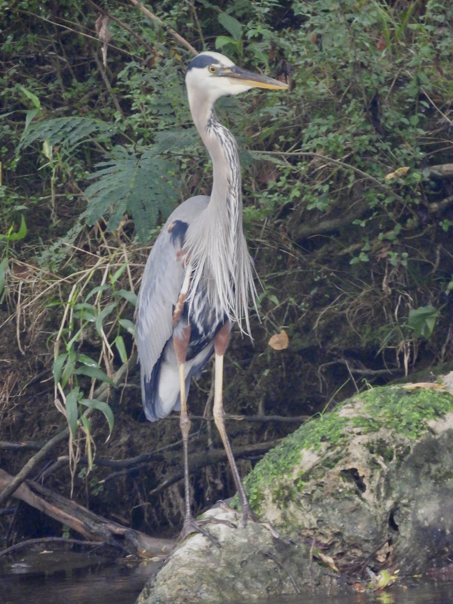 Great Blue Heron - ML621832530