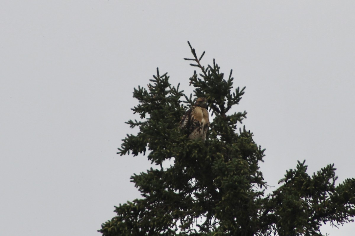 Red-tailed Hawk - ML621832541