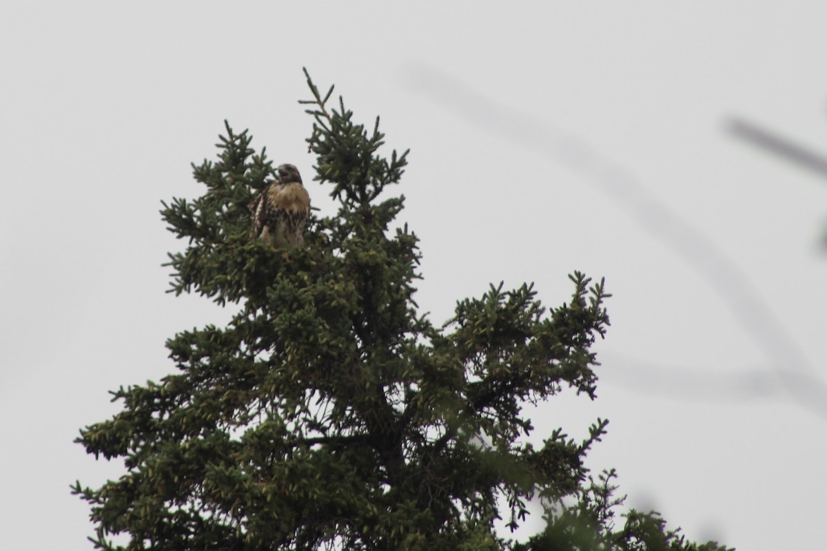 Red-tailed Hawk - ML621832545