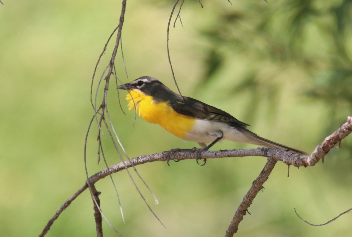 Yellow-breasted Chat - ML621832555