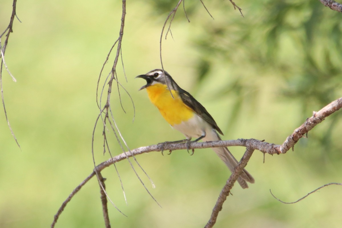 Yellow-breasted Chat - ML621832556