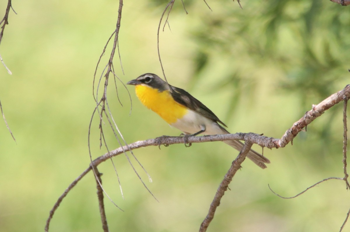 Yellow-breasted Chat - ML621832559