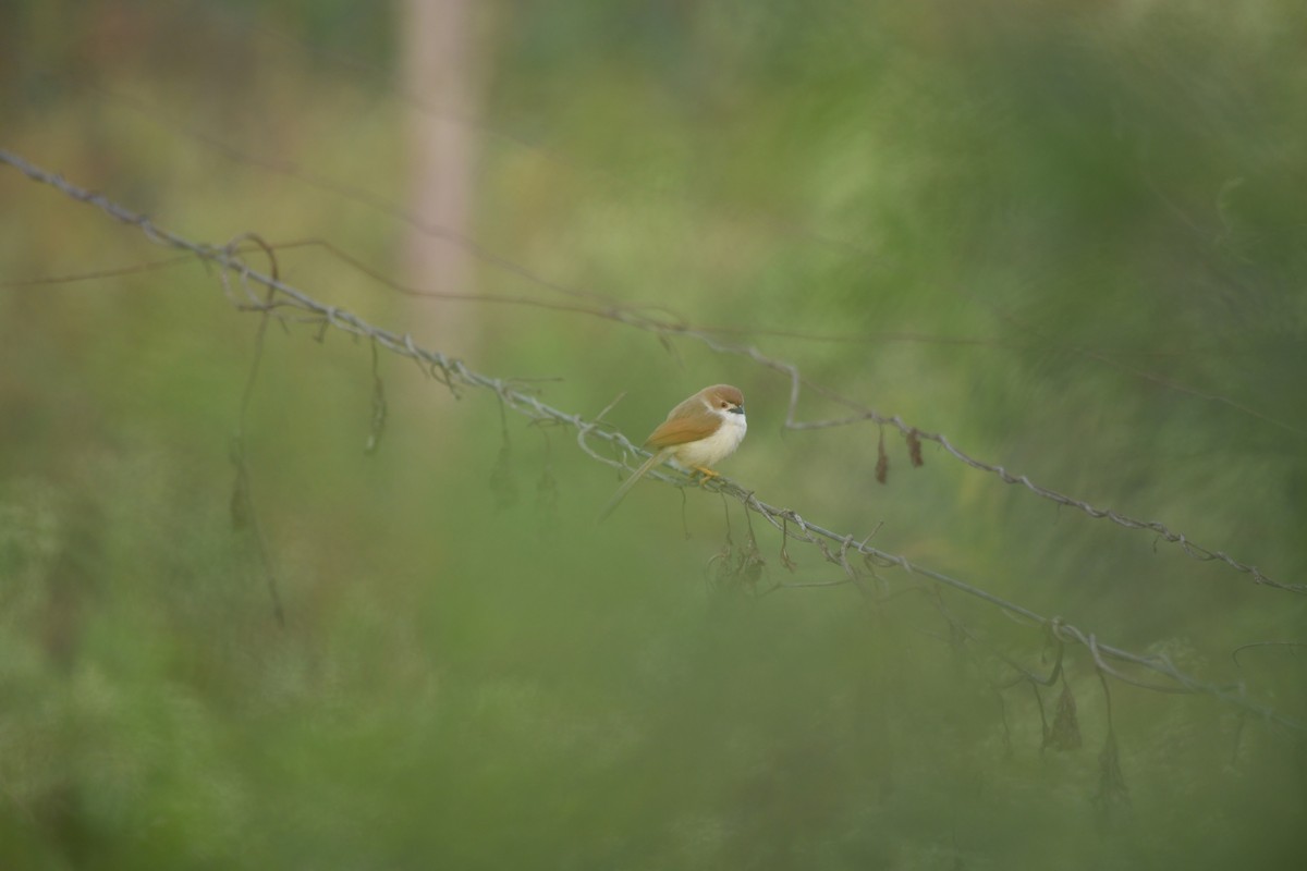 Yellow-eyed Babbler - ML621832570