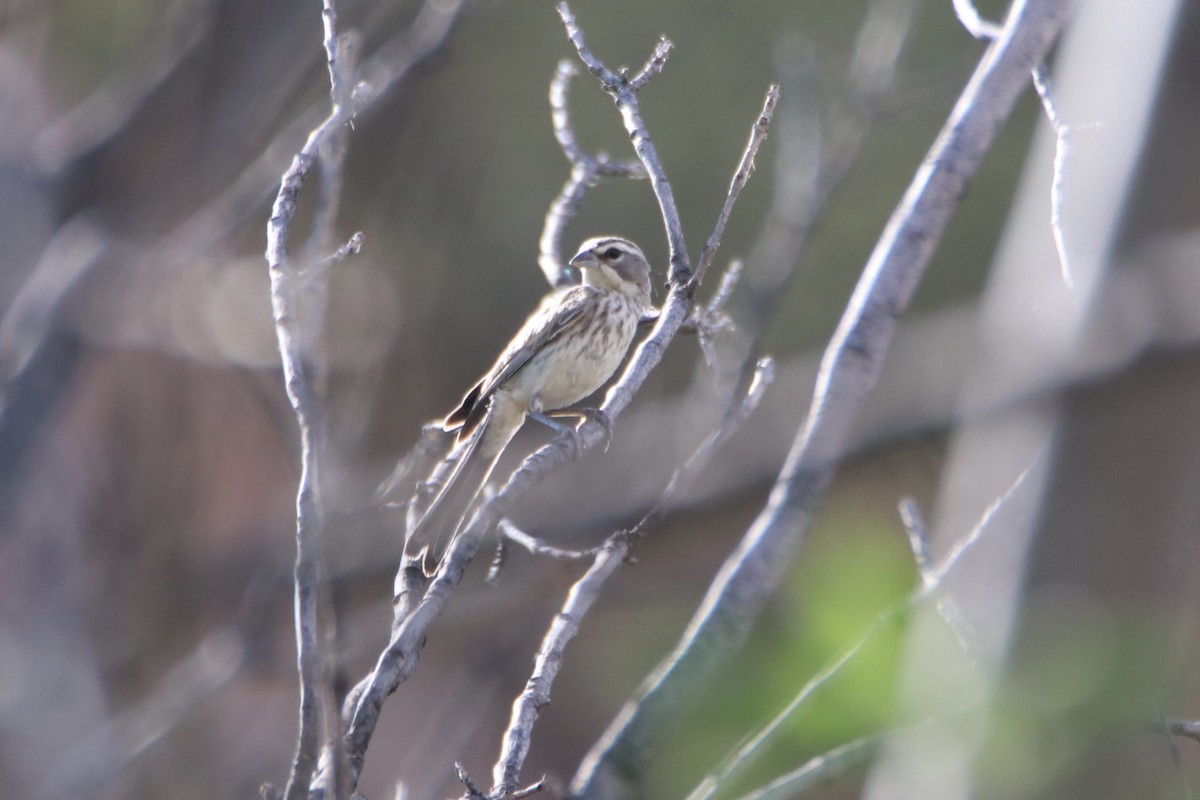 Black-throated Sparrow - ML621832586