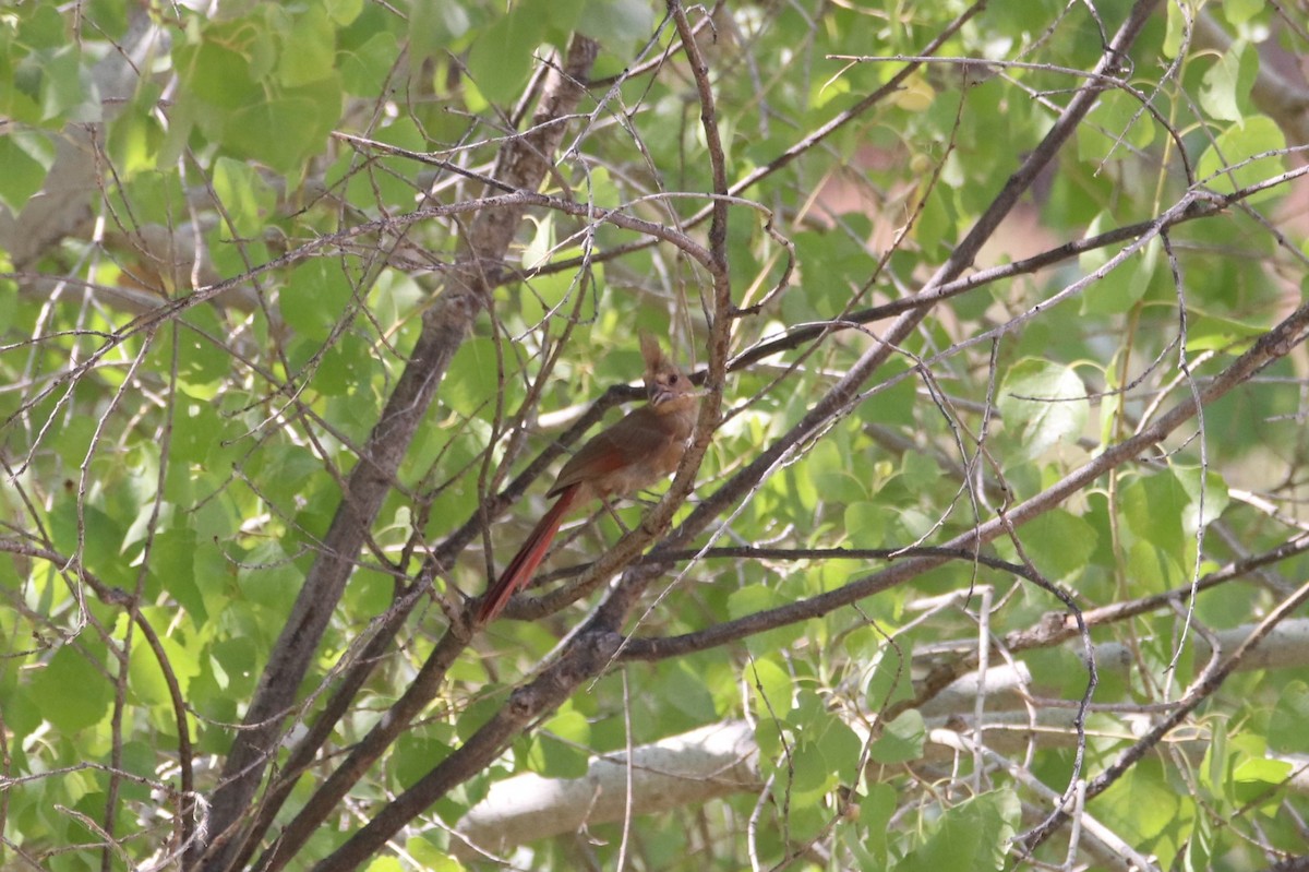 Northern Cardinal - ML621832588