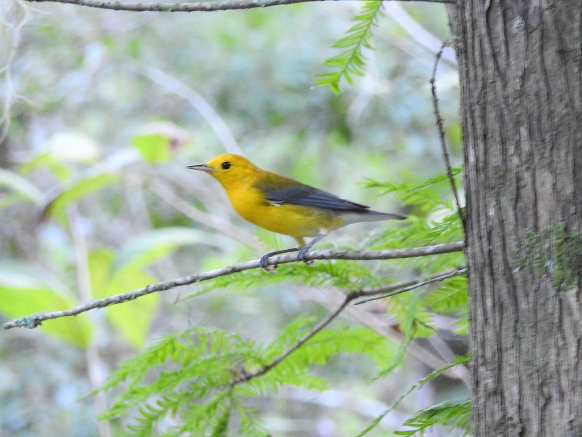 Prothonotary Warbler - ML621832614