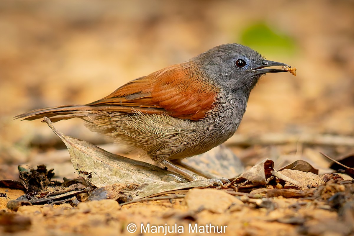 Timalí Alirrojo (bicolor/rufum) - ML621832617