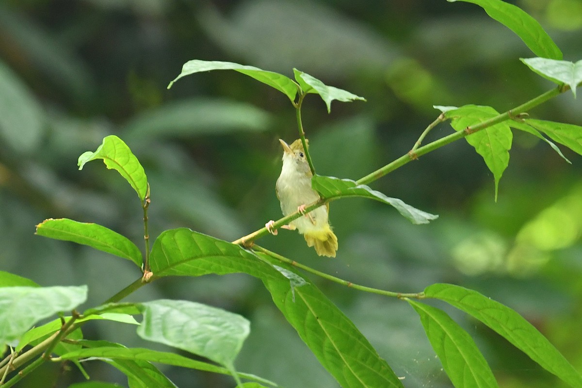 White-bellied Erpornis - ML621832664