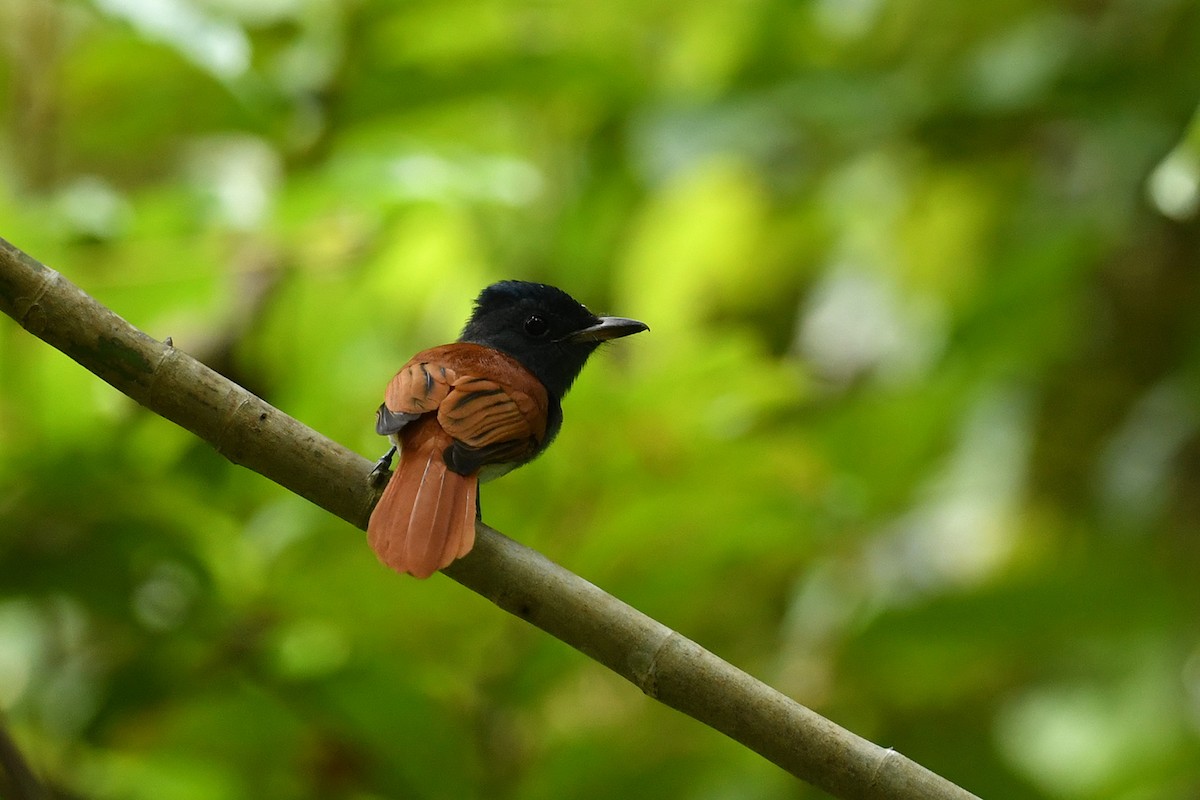 Blyth's Paradise-Flycatcher - ML621832671