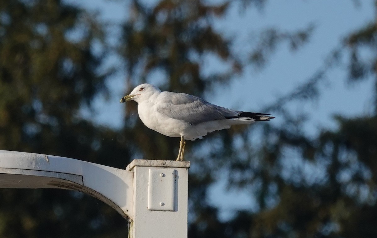 Ring-billed Gull - ML621832682