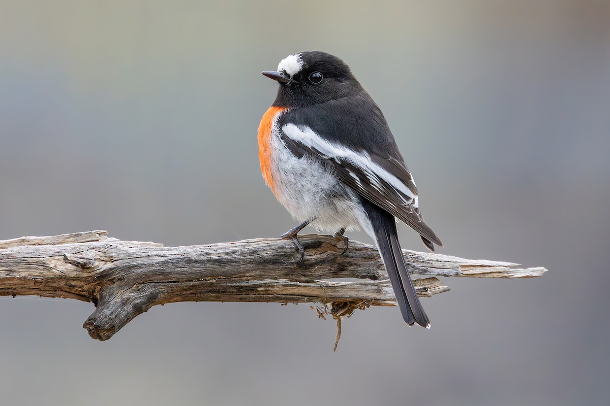 Scarlet Robin - Jarryd Guilfoyle