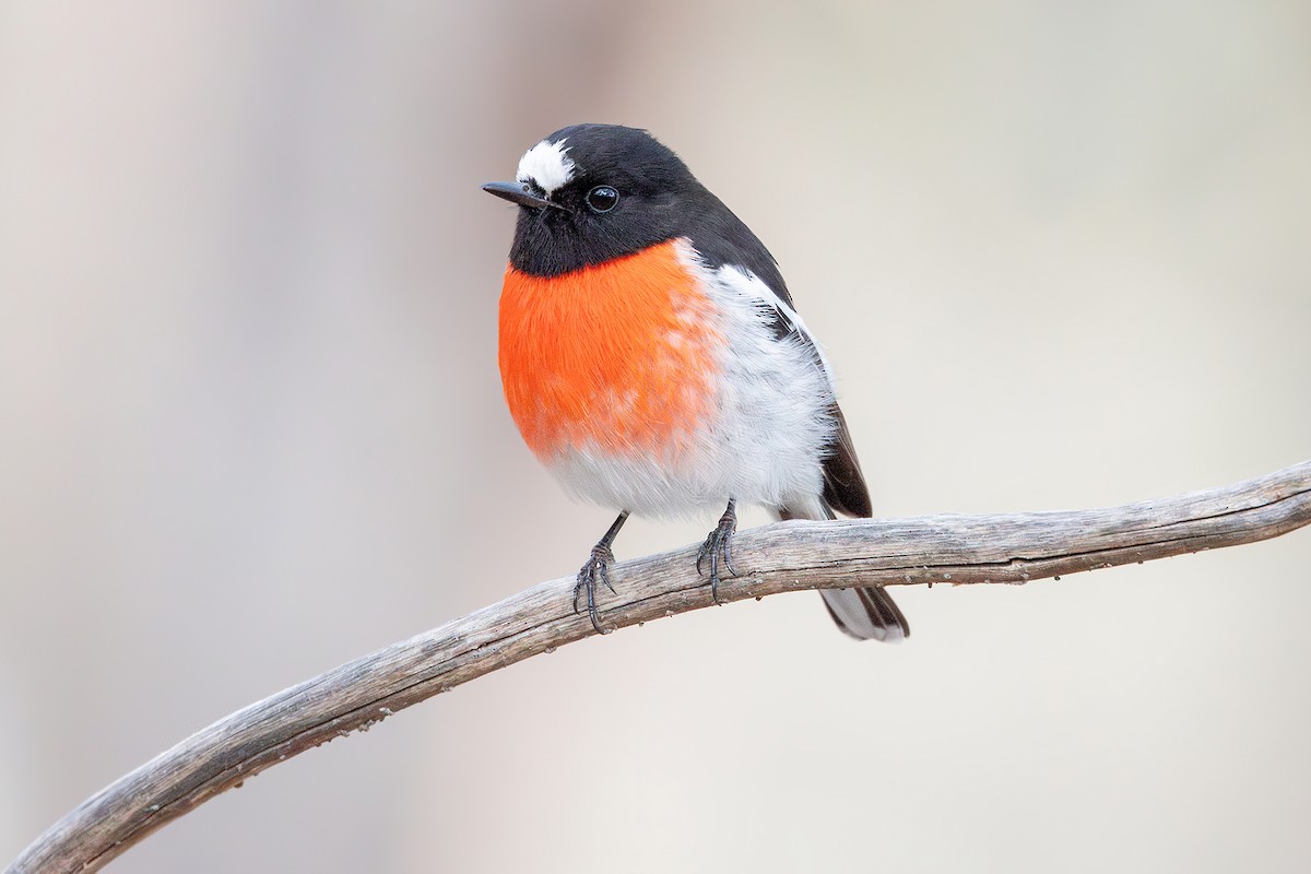 Scarlet Robin - ML621832685