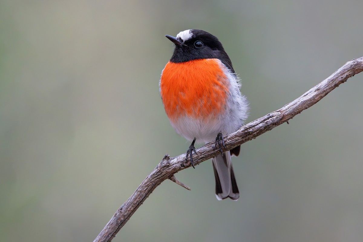 Scarlet Robin - ML621832686