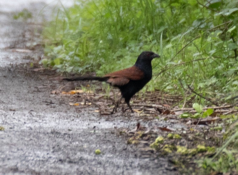 Greater Coucal - ML621832688