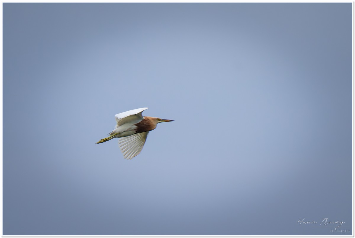 Javan Pond-Heron - ML621832690