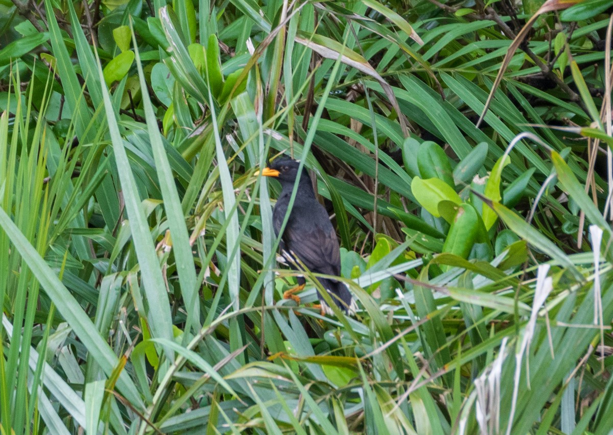 Great Myna - ML621832694
