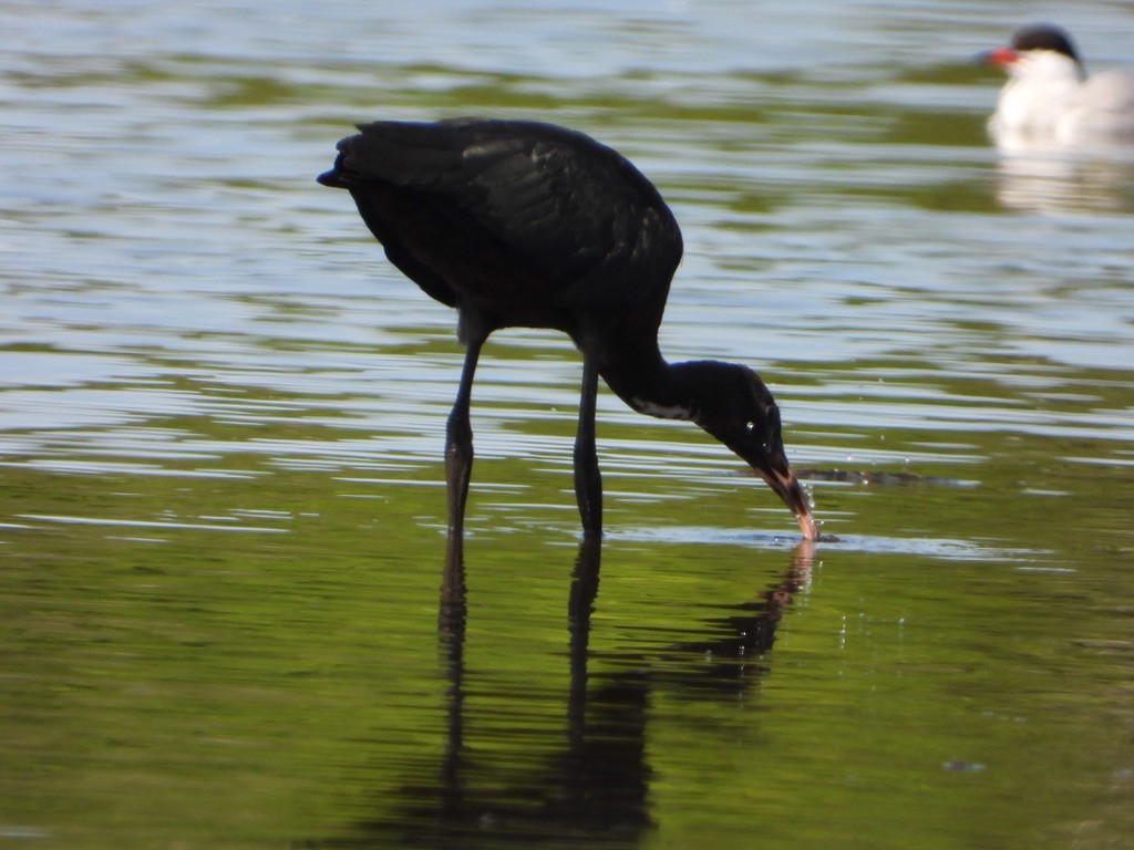 ibis hnědý - ML621832696