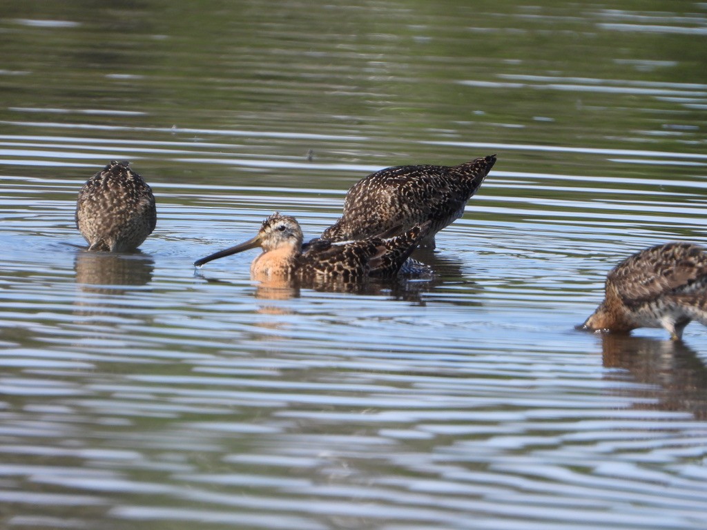 Short-billed Dowitcher - ML621832699