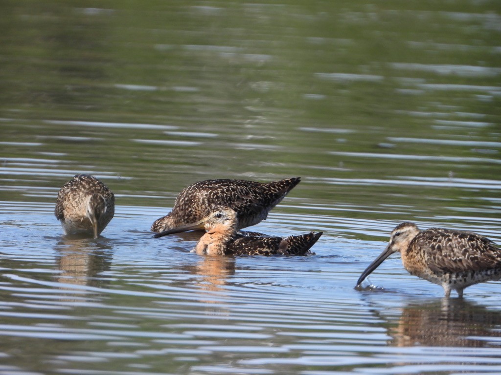 Short-billed Dowitcher - ML621832700