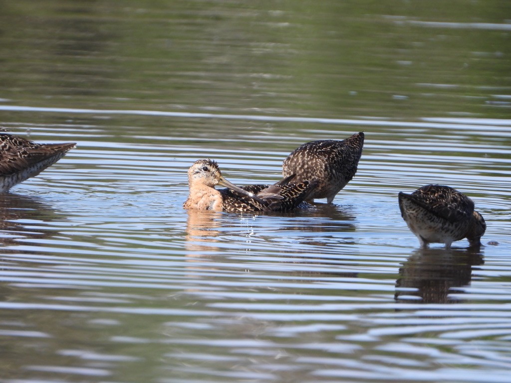 Short-billed Dowitcher - ML621832701