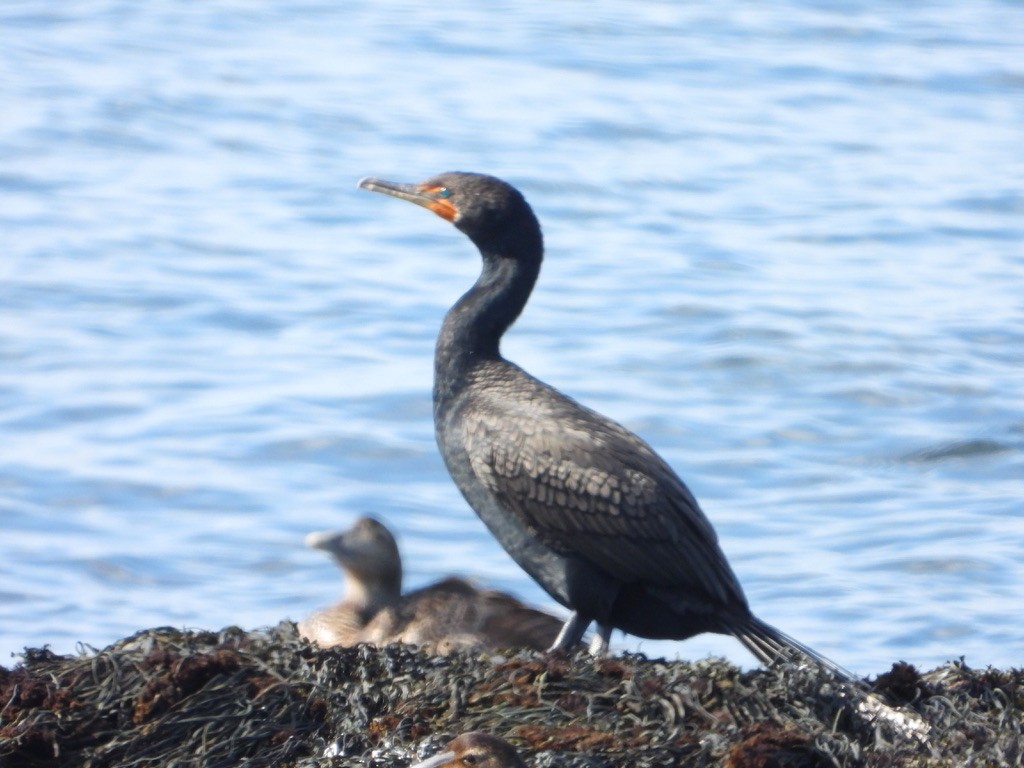 Double-crested Cormorant - ML621832704