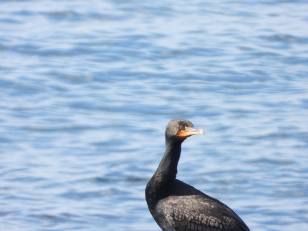 Double-crested Cormorant - ML621832705