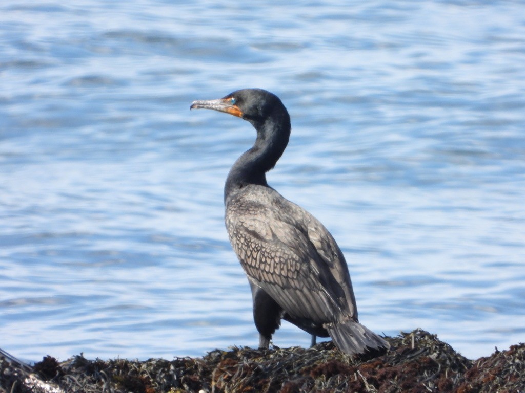 Double-crested Cormorant - ML621832708