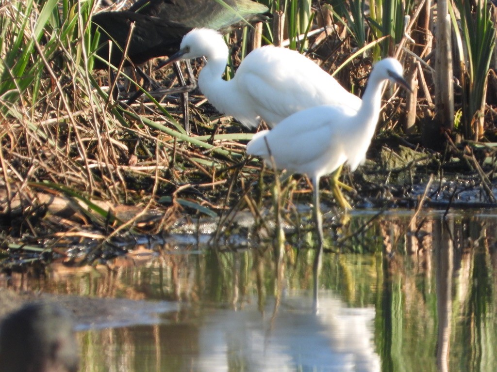 Snowy Egret - joe sweeney