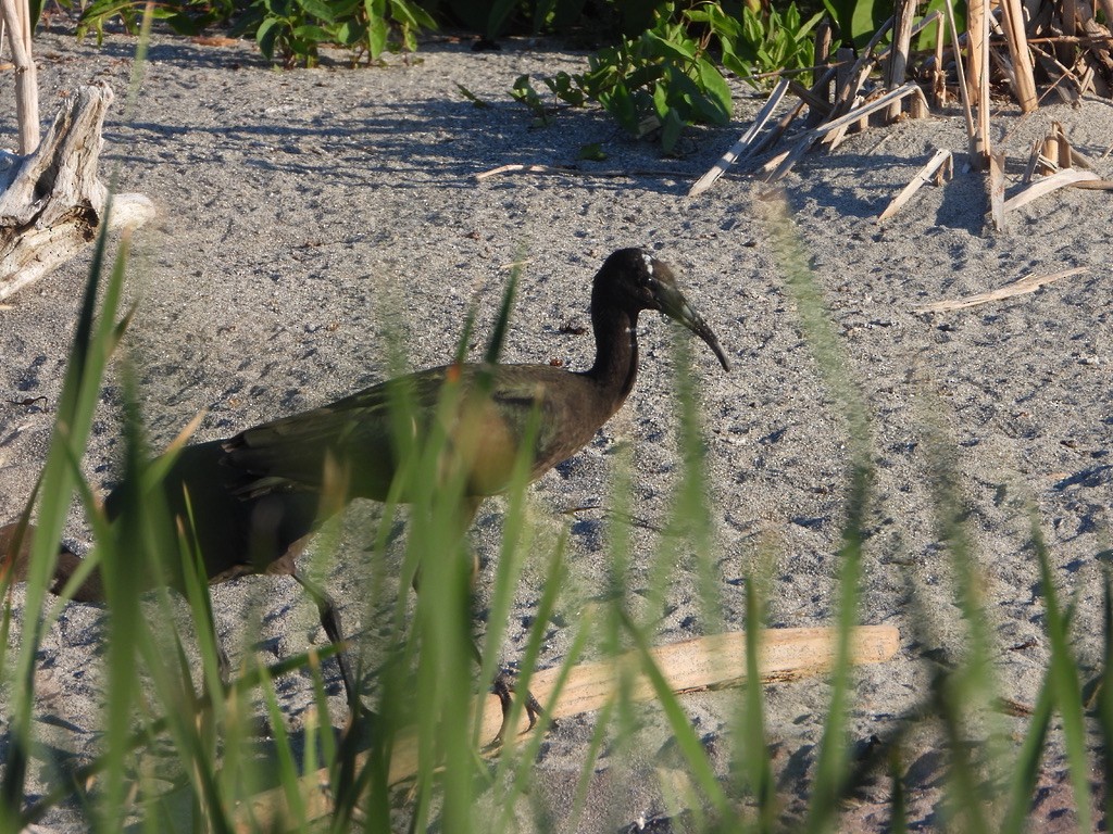 ibis hnědý - ML621832727